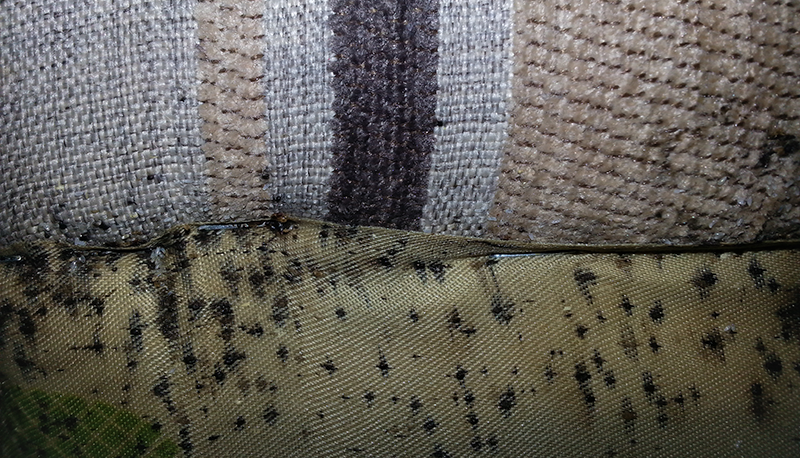 Bed Bugs - Coastal Pest Control of the Treasure Coast, Inc.